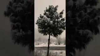 parachinar پارچنار