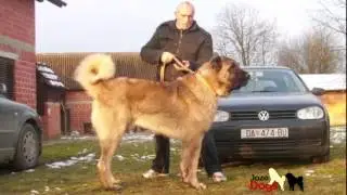 Zelov Kangal - 94 cm Shoulder height