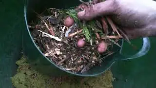 Composting - Carbon and Nitrogen ratios