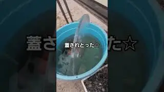 冬の氷と戦う男 #shorts