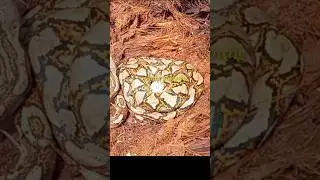 ternyata Ular sedang Bertelur #ularbesar #animals #snake