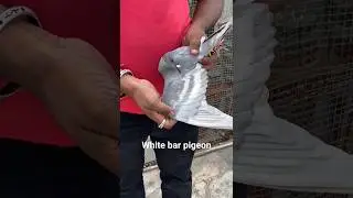 white bar pigeon || #kabutarvideo #kabootar #desikabootar #shorts #ytshorts #trending #viralvideo