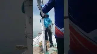 Si   Ratu ikan || talang talang || queen fish #mancingmania #tripmancing #talangtalang#shorts