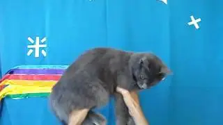 Real life Nyan Cat 2