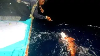 Catching Mangrove Jack, Eel Fish & Blubber Lip Snapper in Deep sea