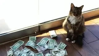 Cat Brings Home Money Every Day Until One Day The POLICE Shows Up.