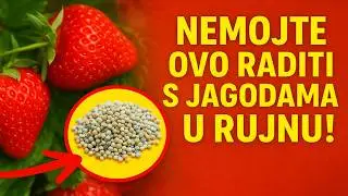 Nemojte OVO raditi s jagodama u rujnu! 🚫 Ova prihrana će vam spržiti sve sadnice do proljeća.
