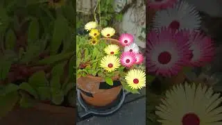 livingstone daisy's (How does my garden grow) #simpleliving #garden #cornwallliving
