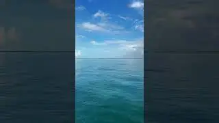 Pure magic 🌊🐬