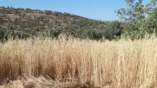 Harvesting wheat quickly with a sickle in the village (2023)(part1)