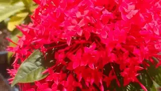 Chinese Ixora plant care and fertilizer @anuprasathyt
