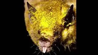 2021 Bat Week Video