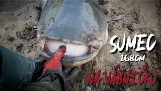 Sumec (168cm) na vábničku | Catfish (168cm) with clonk