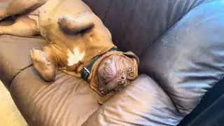 Dogue de Bordeaux - Her Majesty, my little princess, is making her self comfortable on the sofa.🤠😂😂😂