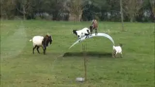 Goats having fun with a metal ribbon