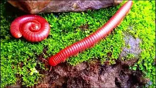 Millipede Colonies ,Uncovering the World of These Misunderstood Creatures ​ ​#MillipedeColony