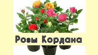 Розы Кордана.Осенняя посадка в грунт.