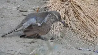 Bandurrita com&uacute;n (Upucerthia dumetaria) juvenil