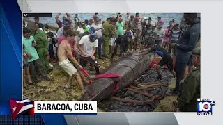 Cubans try to help beached whale in Baracoa