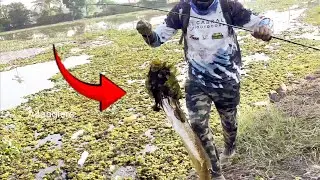 മഴക്കുമുന്നേ കിട്ടിയ മീനുകൾ.. 🥰😍 Snakehead Fishing Videos Kerala Malayalam Pexxo Handmadefrogs