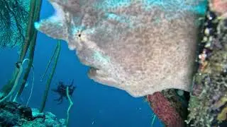 To stk White Frogfish