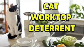 How To Keep Cats Off The Kitchen Counter