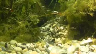 Tanichthys albonubes, Notropis chrosomus, lagunage piscine naturelle