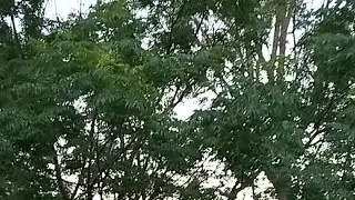 #179live Birds in Song White Noise for Deep Relaxation, Study & Focus | Calming Nature Sounds