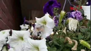 Vroege Vogels - Kolibrievlinder vliegt voor bloem