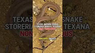 The Texas Brown Snake #texasgarden #texasgardeners #brownsnake #snakes