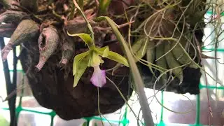 Encyclia bracteata мини орхидея энциклия