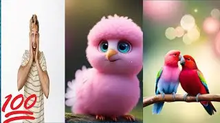 Look Like A Wow #video #trending #vlog #lovebirds #birds #funny @highlights @everyone