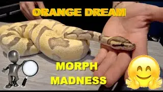 Orange Dream Morph Madness! Ball Python
