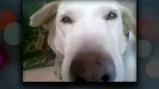 Best Animal teaser (30 Sec)