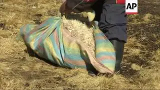 Bitter cold devastates alpaca farmers in Peru