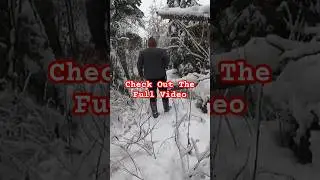 Wolverine Trapping Catching The Elusive Creature