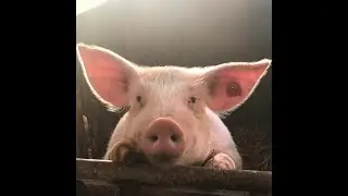 Amazing facts about Pigs