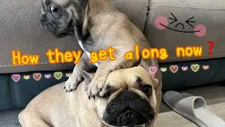 How Mochi and Toffee get along after 3 weeks❓