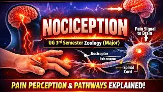 Nociception in Humans | Pain Receptors & Neural Pathway | Zoology Major | NEP| UG 3RD SEMESTER 