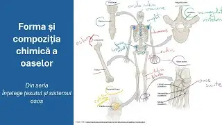 Înțelege țesutul și sistemul osos - Forma si compoziția chimică a oaselor - Admitere la medicină