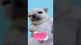 Пожалуйста, помой мне животик! #pibble #собаки #смешно #милый #щенок #щенки #мемы #мем #смех #сме...