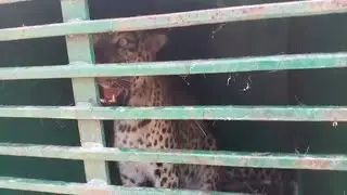 Doda: Leopard Captured By Wild Life Department In Parmaz