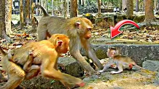 Absolutely Hilarious Moments Great Monkey Family Encourage & Teach Her Tiny Baby To Walk