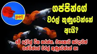 Guppy Sinhala | Guppy fish care sinhala | gappy