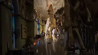 Dinosaur Roars in Vienna Museum: Impressive Sound and Motion #short