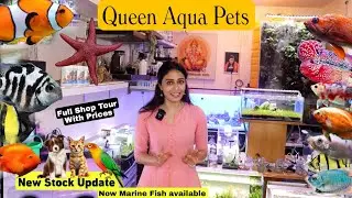 Queen Aqua Pets | Newly Opened aquarium shop | Aquarium Fish market in bangalore JP Nagar