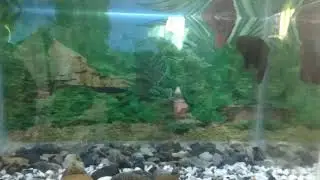 Oscar Fish feeding Blackline Rasbora