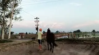 attitude status of imran 🔥 stallion imran horse ❣️ pind sauja stud service open contact 9814215783