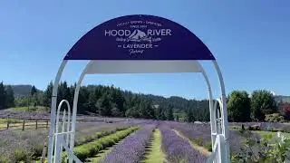 Hood River Lavender Farm - Oregon Lavender Fields