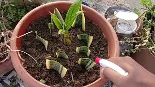 how to propagate snake plant from leaves|oxygen giving plant | air purifier #snakeplant #propagation